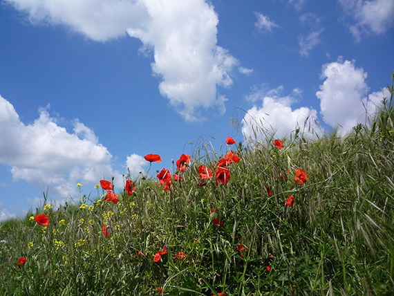 Des coquelicots qui poussent en France